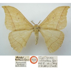 /filer/webapps/moths/media/images/S/sabulosa_Tagoropsis_HT_NHMUK_ph2vRXm.jpg