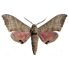 /filer/webapps/moths/media/images/A/angelika_Rufoclanis_HT_EMEMa.jpg