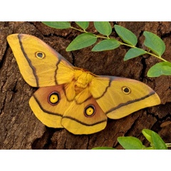 /filer/webapps/moths/media/images/K/krucki_Gonimbrasia_A_Wolfe.jpg