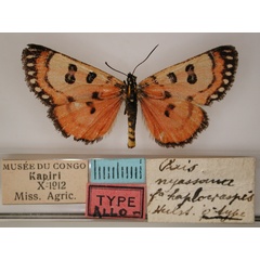 /filer/webapps/moths/media/images/H/haplocraspis_Micralarctia_AT_RMCA_01.jpg