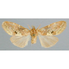 /filer/webapps/moths/media/images/L/latifasciata_Boscawenia_A_RMCA_01.jpg