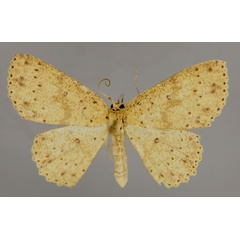 /filer/webapps/moths/media/images/S/sublunata_Cyclophora_A_ZSM_01.jpg