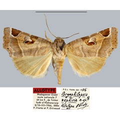 /filer/webapps/moths/media/images/X/xephiris_Bryophilopsis_AT_MNHN.jpg