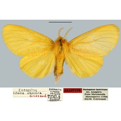 /filer/webapps/moths/media/images/O/obscura_Euproctis_AT_MNHN.jpg