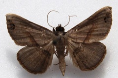 Maxera marchalii