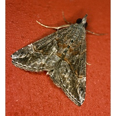 /filer/webapps/moths/media/images/C/commixtalis_Hypena_A_Roland_01_SweZXIo.jpg