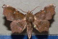 Dioptrochasma ablegata