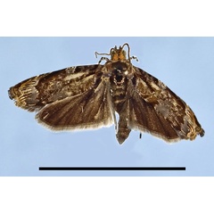 /filer/webapps/moths/media/images/S/subseparata_Amabrana_AM_Bassi.jpg