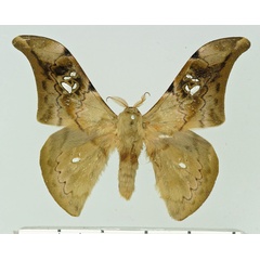 /filer/webapps/moths/media/images/L/luminosa_Orthogonioptilum_AM_Basquin.jpg