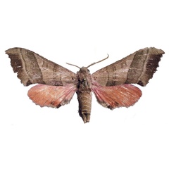 /filer/webapps/moths/media/images/T/togoensis_Rufoclanis_HT_EMEMa.jpg