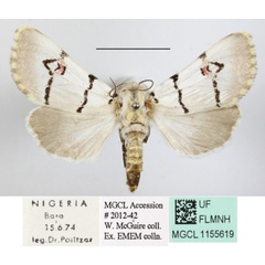 /filer/webapps/moths/media/images/M/mossambicensis_Diaphone_A_MGCLa_03.JPG