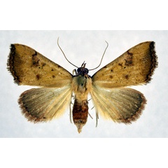/filer/webapps/moths/media/images/S/subflavalis_Phytometra_AF_NHMO.jpg