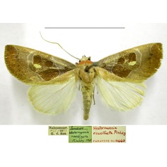/filer/webapps/moths/media/images/R/roseitincta_Westermannia_PTM_TMSA.jpg