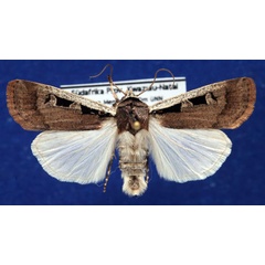 /filer/webapps/moths/media/images/A/atritegulata_Mentaxya_AM_Schellhorn.jpg