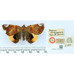 /filer/webapps/moths/media/images/C/chrysopera_Achaea_HT_BMNH.jpg