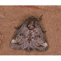 /filer/webapps/moths/media/images/I/inconsequens_Scotinochroa_A_Roland_01_ifLQTo2.jpg