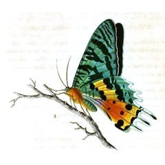 /filer/webapps/moths/media/images/M/madagascariensis_Chrysiridia_HT_Lesson_33b.jpg