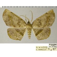 /filer/webapps/moths/media/images/H/hygrochroaria_Drepanogynis_AM_ZSMa.jpg