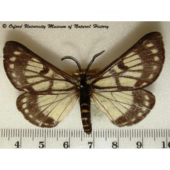 /filer/webapps/moths/media/images/F/fulvicincta_Sabalia_A_OUMNH_03.jpg