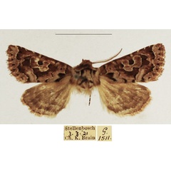 /filer/webapps/moths/media/images/B/botonga_Rhodochlaena_AM_TMSA_01.jpg