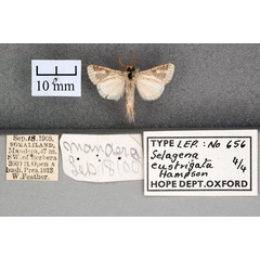 /filer/webapps/moths/media/images/E/eustrigata_Salagena_STM_OUMNH_02.jpg