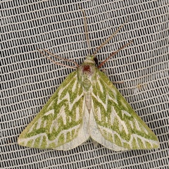 /filer/webapps/moths/media/images/E/equestralis_Dichroma_A_Heyns_01.JPG