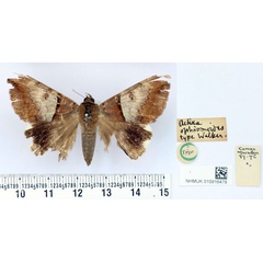 /filer/webapps/moths/media/images/O/ophismoides_Achaea_HT_BMNH.jpg