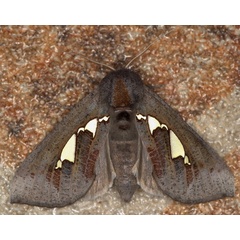 /filer/webapps/moths/media/images/B/bracteata_Antiophlebia_A_Heyns_02.jpg.jpg