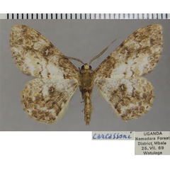 /filer/webapps/moths/media/images/C/carcassoni_Cleora_AM_ZSM_02.jpg