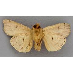 /filer/webapps/moths/media/images/A/arcuata_Mythimna_HT_RMCA_02.jpg