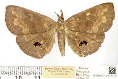 Deinypena lathetica