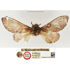 /filer/webapps/moths/media/images/C/concolor_Nadiasa_HT_NHMUK.jpg