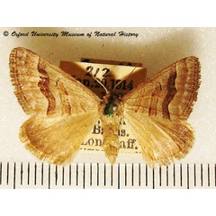 /filer/webapps/moths/media/images/C/cryptospilata_Scotopteryx_A_OUMNH_01.jpg