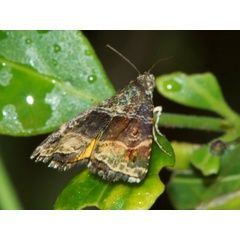 /filer/webapps/moths/media/images/H/heliastis_Acontiola_A_DeBeer.jpg