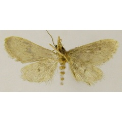 /filer/webapps/moths/media/images/F/fumigata_Idaea_HT_ZSMb.jpg