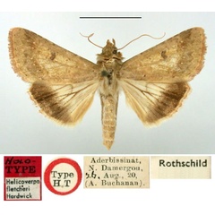 /filer/webapps/moths/media/images/F/fletcheri_Helicoverpa_HT_BMNH.jpg