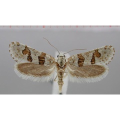 /filer/webapps/moths/media/images/M/minorata_Pseudurgis_HT_NMNW.jpg