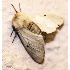 /filer/webapps/moths/media/images/P/pallida_Bombycomorpha_A_Heyns_01.jpg