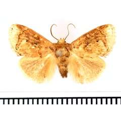 /filer/webapps/moths/media/images/I/improba_Niphadolepis_AM_BMNH_02.jpg