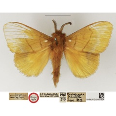 /filer/webapps/moths/media/images/F/flaveola_Chrysopsyche_HT_NHMUK.jpg