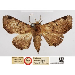 /filer/webapps/moths/media/images/M/melanopis_Eutelia_HT_NHMUK.jpg