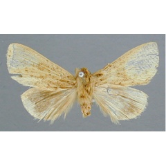 /filer/webapps/moths/media/images/D/diatrecta_Xanthodonta_A_RMCA.jpg