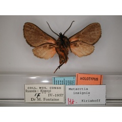 /filer/webapps/moths/media/images/I/insignis_Metarctia_HT_RMCA_02.jpg