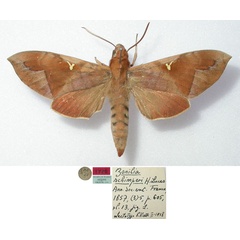 /filer/webapps/moths/media/images/S/schimperi_Zonilia_STM_MNHN.jpg