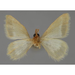 /filer/webapps/moths/media/images/B/bittermanni_Mixocera_HT_ZSM_02.jpg