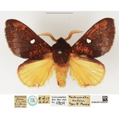 /filer/webapps/moths/media/images/N/neavei_Pachymeta_STM_NHMUK.jpg
