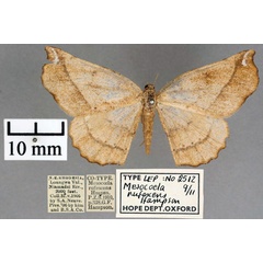 /filer/webapps/moths/media/images/R/rufescens_Mesocoela_STF_OUMNH_01.jpg