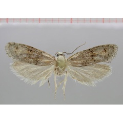 /filer/webapps/moths/media/images/A/acosmetos_Pseudurgis_HT_TMSA.jpg