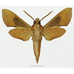 /filer/webapps/moths/media/images/S/saclavorum_Hippotion_AM_Basquinb.jpg