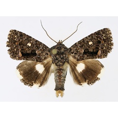 /filer/webapps/moths/media/images/D/discophora_Ecpatia_AM_TMSA_02_akkAkJ0.jpg